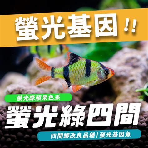 水族箱的魚|養魚新手入門：12個教學讓你養魚一次上手（新手必。